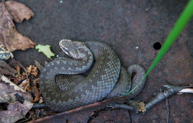 Змеи покусали трех молодых людей