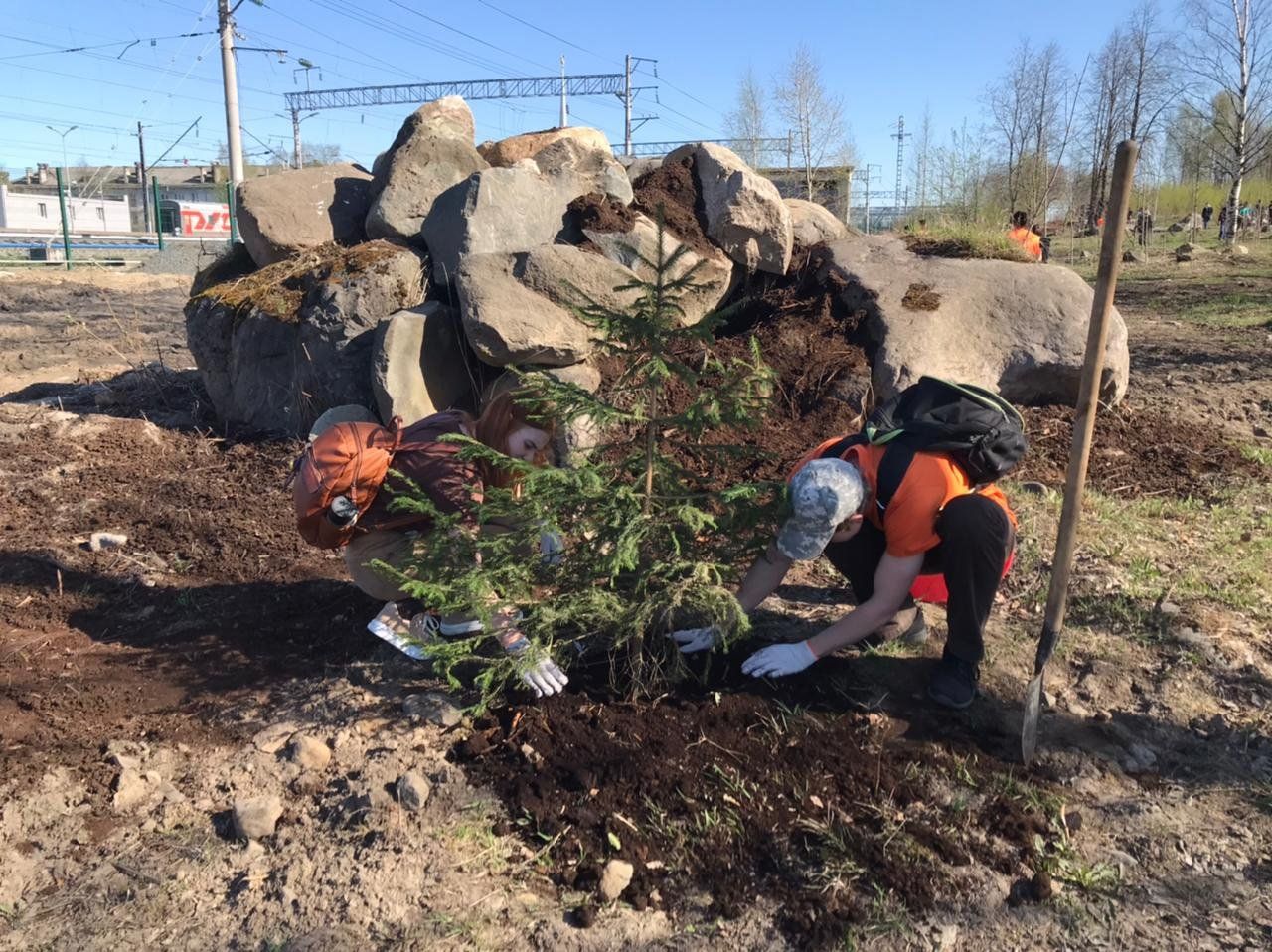 Машина для пересадки деревьев появится в Петрозаводске