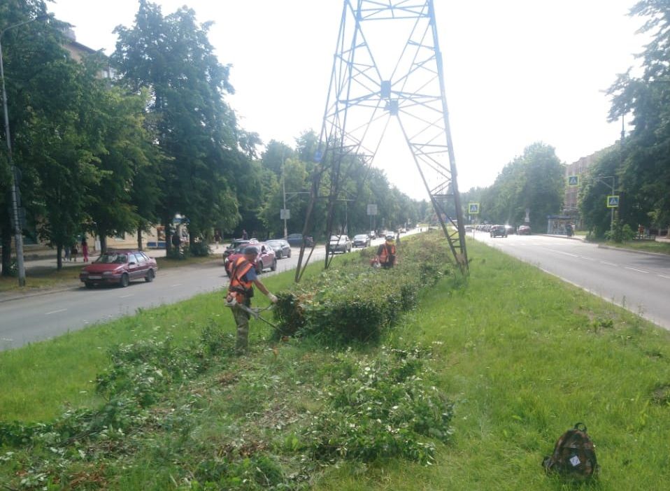 В Петрозаводске проводят обрезку кустарников «с посадкой на пень»