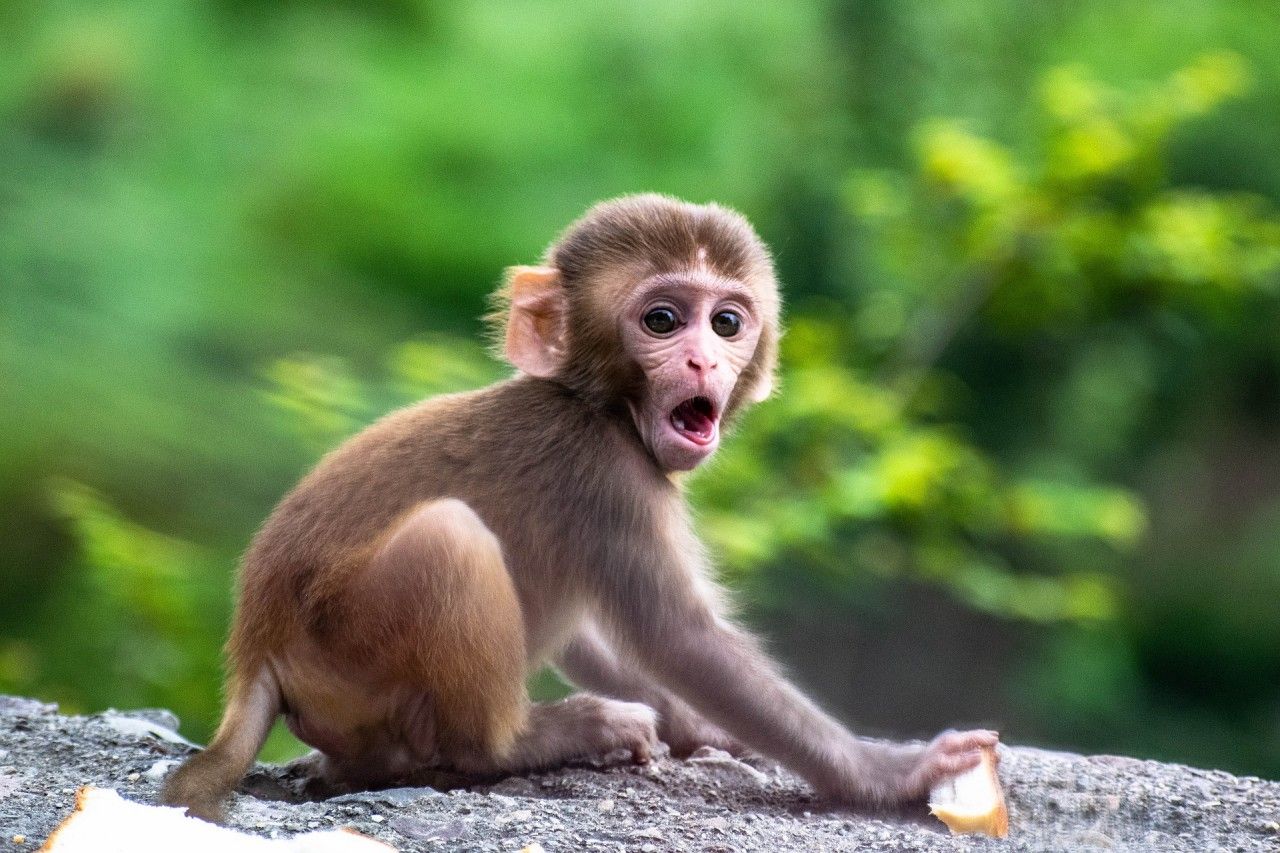 Минздрав: «Система здравоохранения Карелии готова оказывать помощь зараженным оспой обезьян»