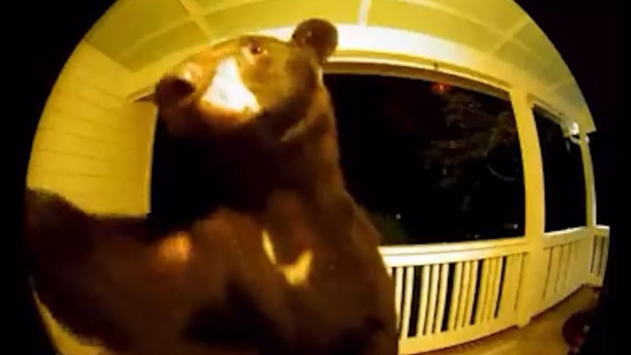 Вежливый медведь пришел в гости к жительнице Южной Каролины