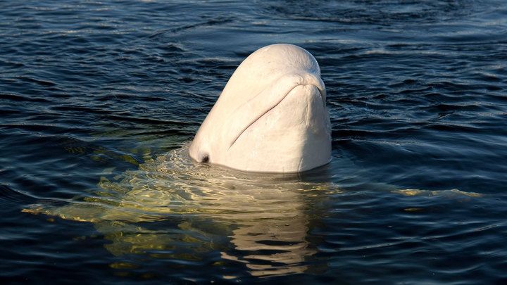 Киты-белухи облюбовали участок Белого моря в Кемском районе