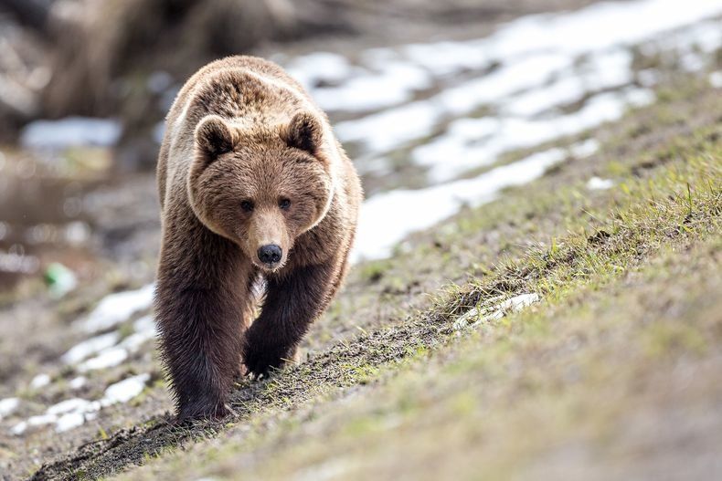 В Карелии определили сроки охоты на медведя и барсука