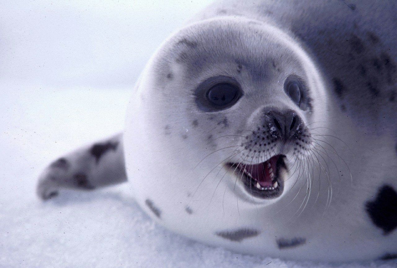 Ученые всерьез опасаются за ладожскую нерпу