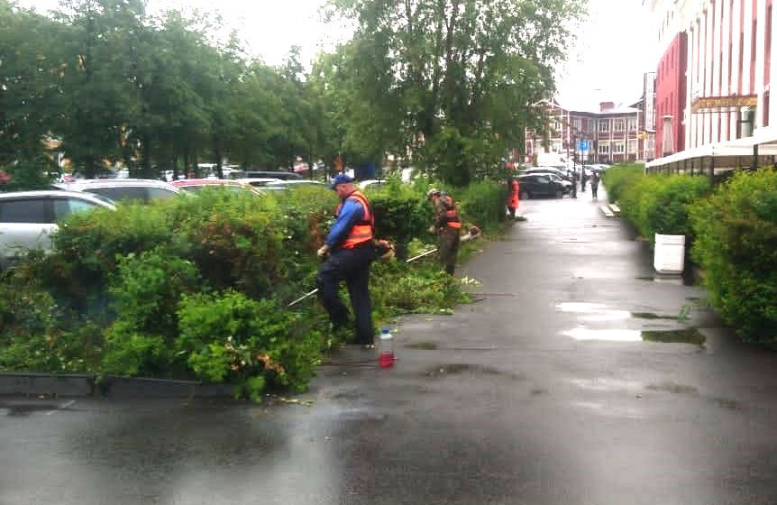 В Петрозаводске проводят обрезку кустарников методом «посадки на пень»