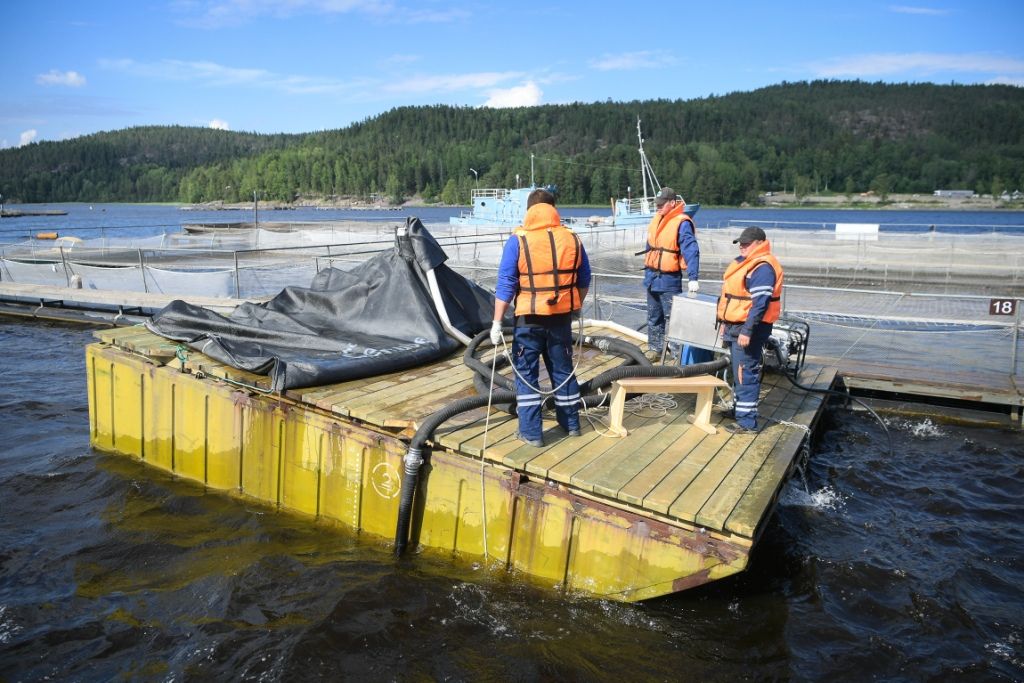 Донные отложения под форелевыми садками начнут собирать в Карелии