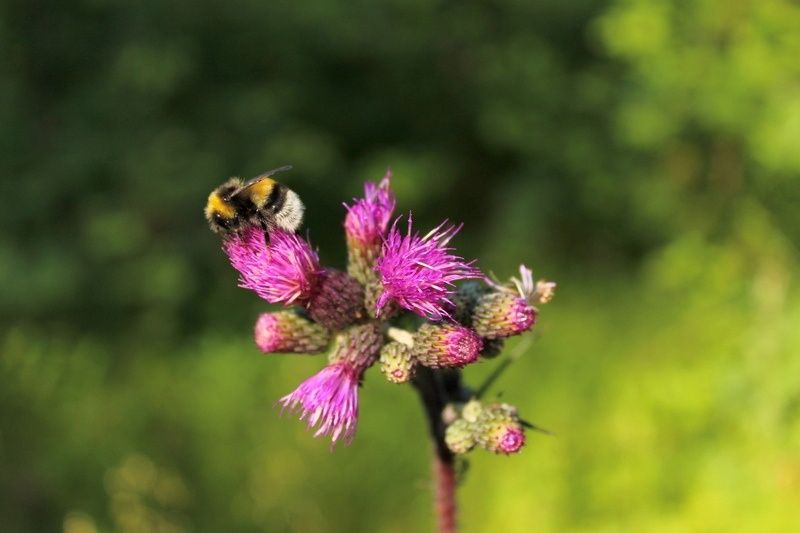 Карельские синоптики рассказали, когда в республику вернется жара Карельские синоптики рассказали, когда в республику вернется жара