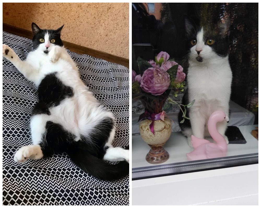 Петрозаводчанка просит помощи в поисках пропавшего кота