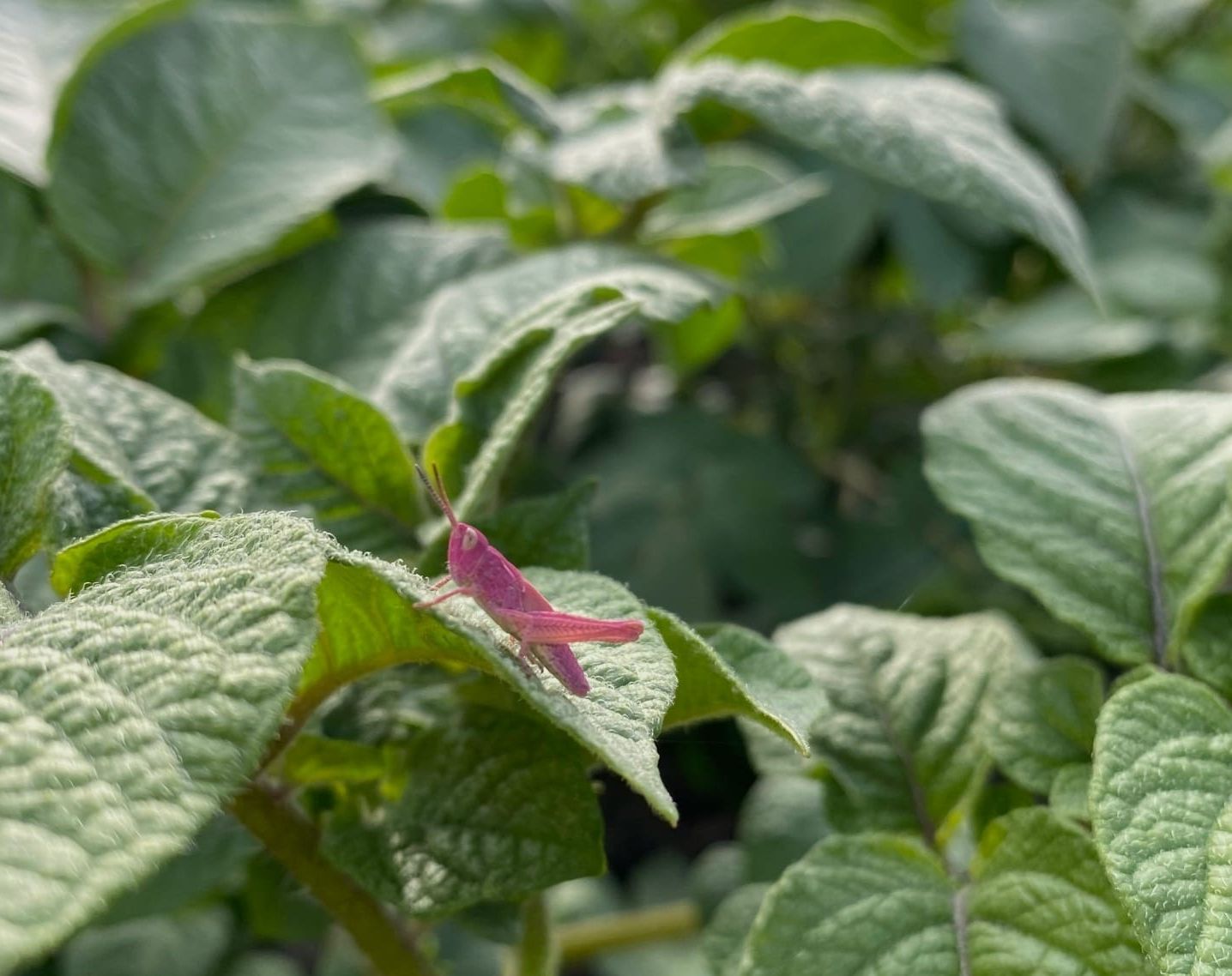 В Карелии вновь нашли розового кузнечика