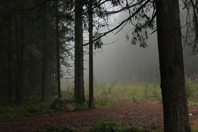 Стало известно, где нашли останки убитой в Петрозаводске девушки