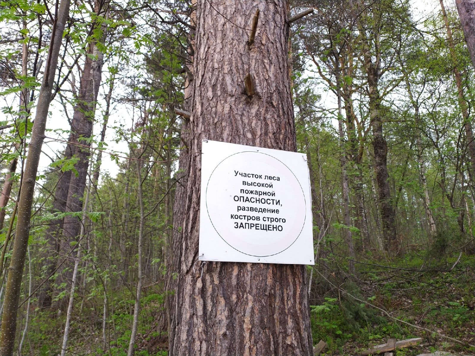 Минприроды РК: «Запрета на посещение лесов в Карелии нет»