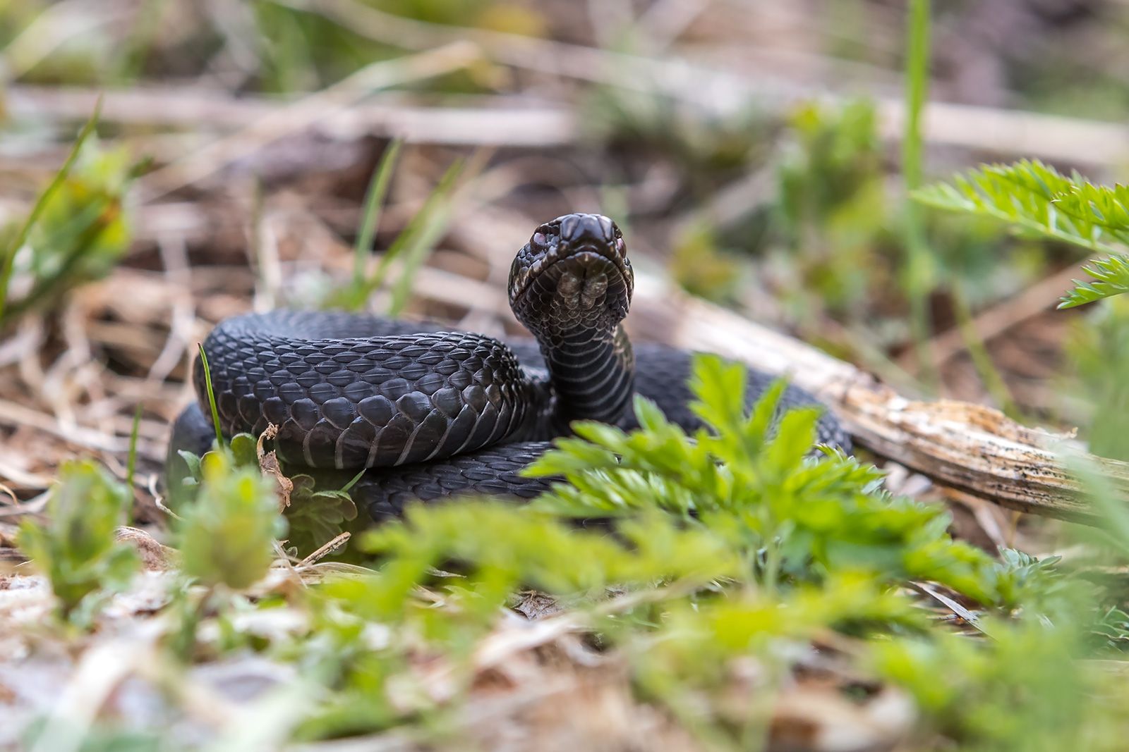 Змея укусила туриста из Москвы на острове в Карелии