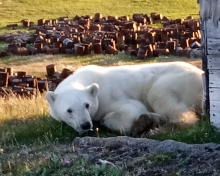 Ветеринары, отправившиеся спасать белого медведя, застряли в Норильске Ветеринары, отправившиеся спасать белого медведя, застряли в Норильске