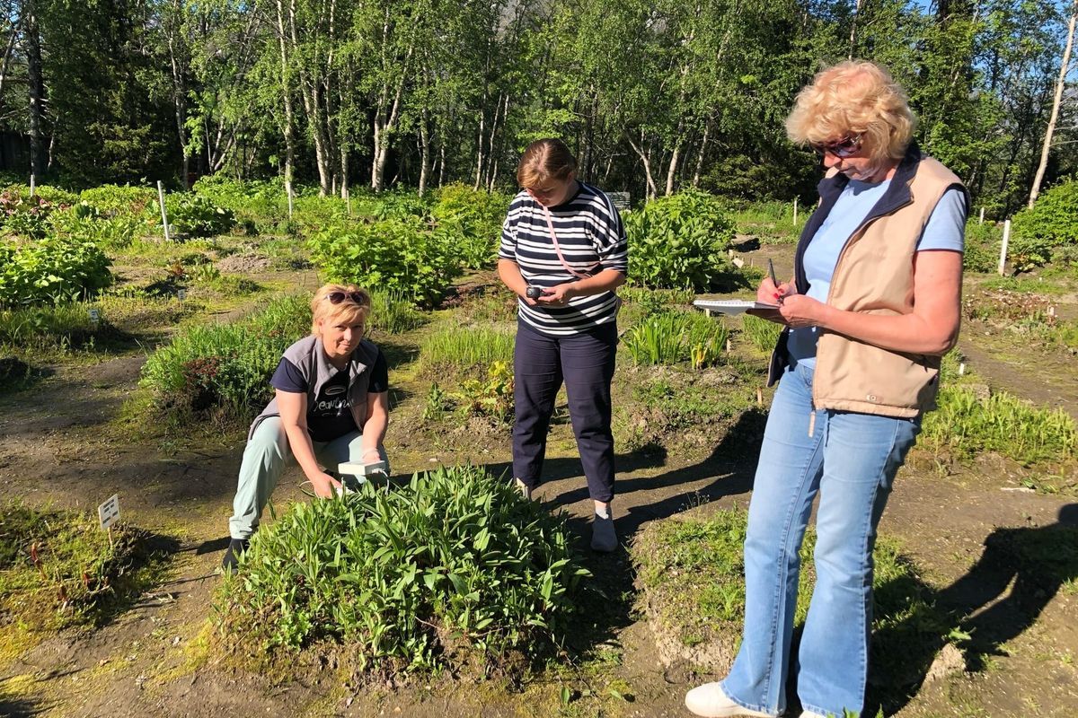 Влияние круглосуточного освещения на растения изучают карельские ученые Влияние круглосуточного освещения на растения изучают карельские ученые