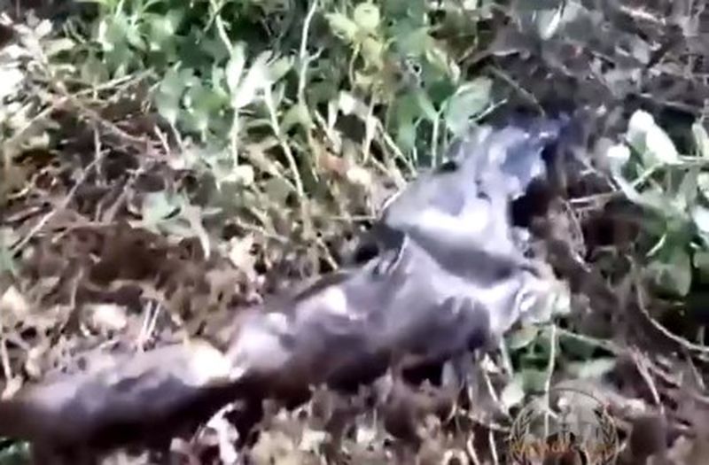 На берегу Кимасозера обнаружена свалка мертвой форели