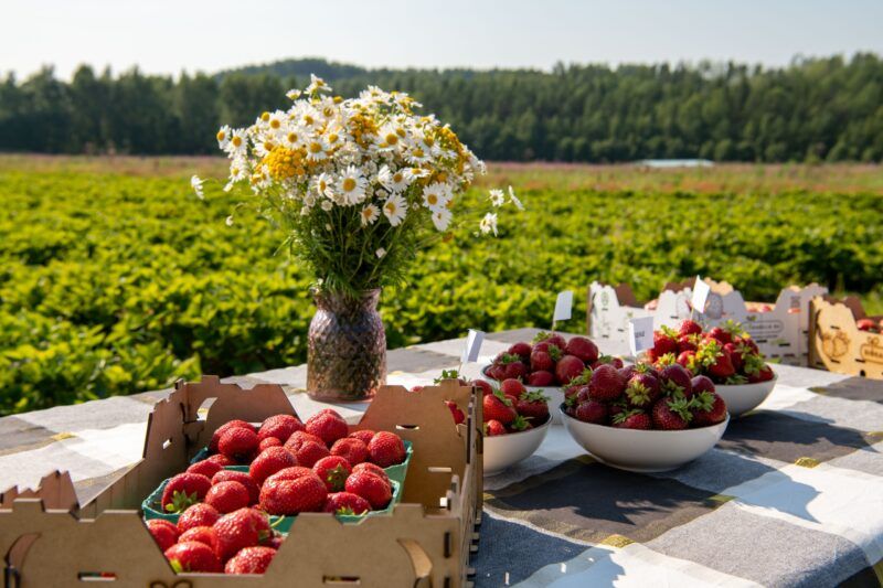«Земляничное лукошко» собирает фермеров из Карелии