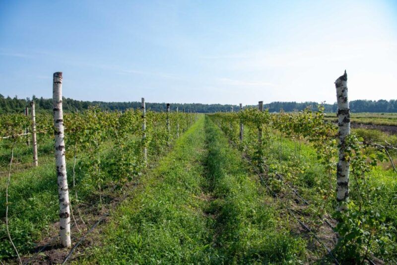 Саженцы нового сорта малины «Киндасовская» вырастили в Карелии