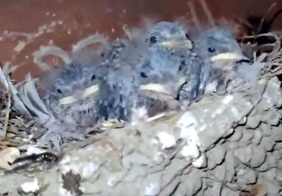 Необычные жильцы поселились на строящемся в Петрозаводске судне