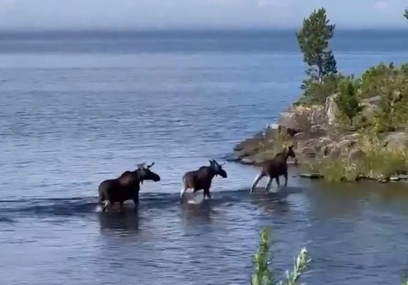 Наместник Валаамского монастыря снял переправу лосей на архипелаге