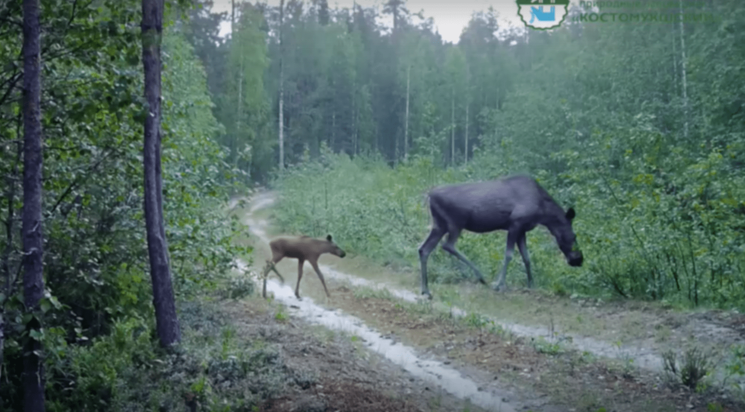 Фото лосихи без рогов