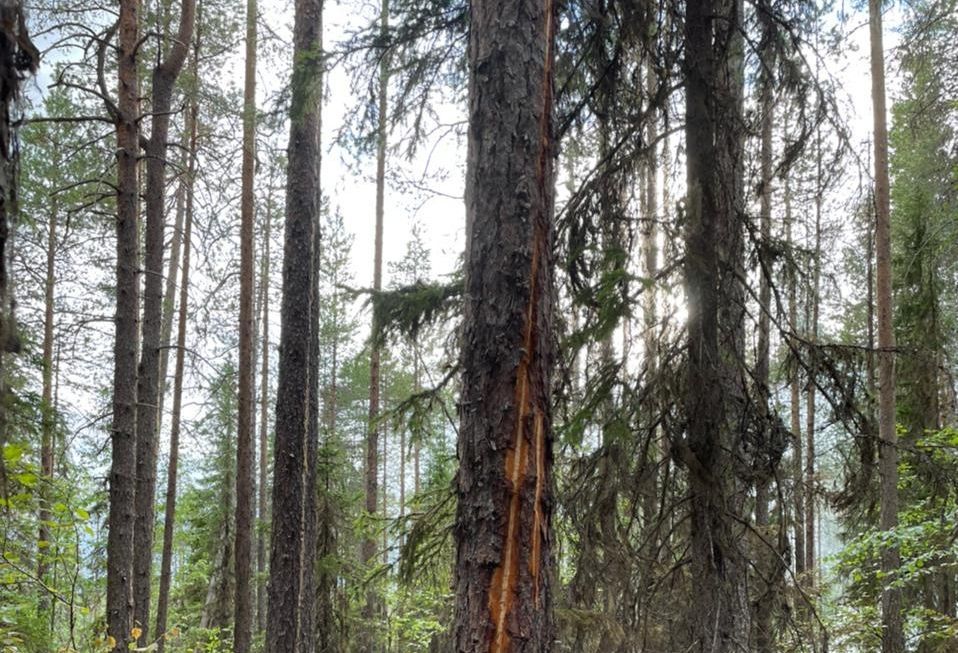 4 лесных пожара потушили в Карелии в выходные