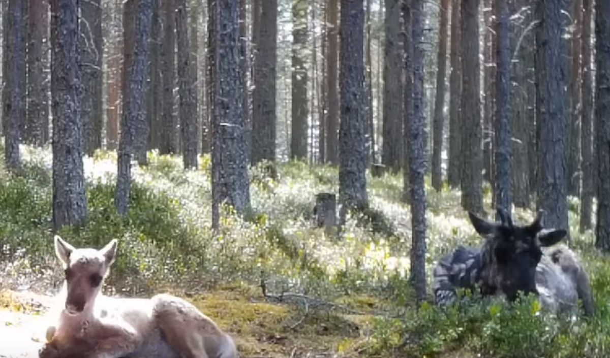 Фотоловушка сняла отдых важенки с олененком Фотоловушка сняла отдых важенки с олененком