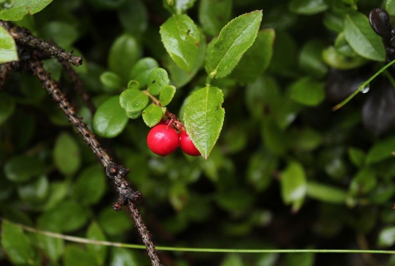 Ждать ли тепла: каким будет последний месяц лета в Карелии