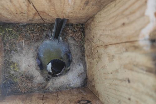Карельские орнитологи рассказали, что делать с выпавшими из гнезда птенцами синиц