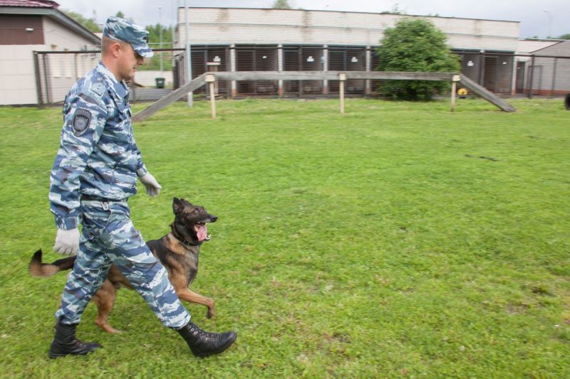 150 преступлений раскрыли с начала года в Карелии с помощью кинологов и их собак 150 преступлений раскрыли с начала года в Карелии с помощью кинологов и их собак