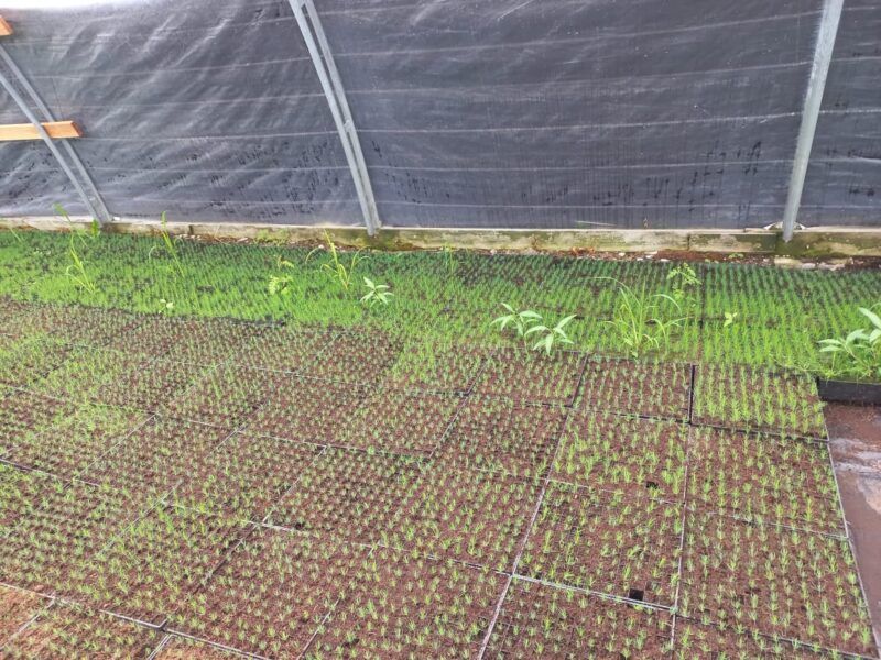 Жителей Карелии приглашают принять участие в создании «Сада памяти»