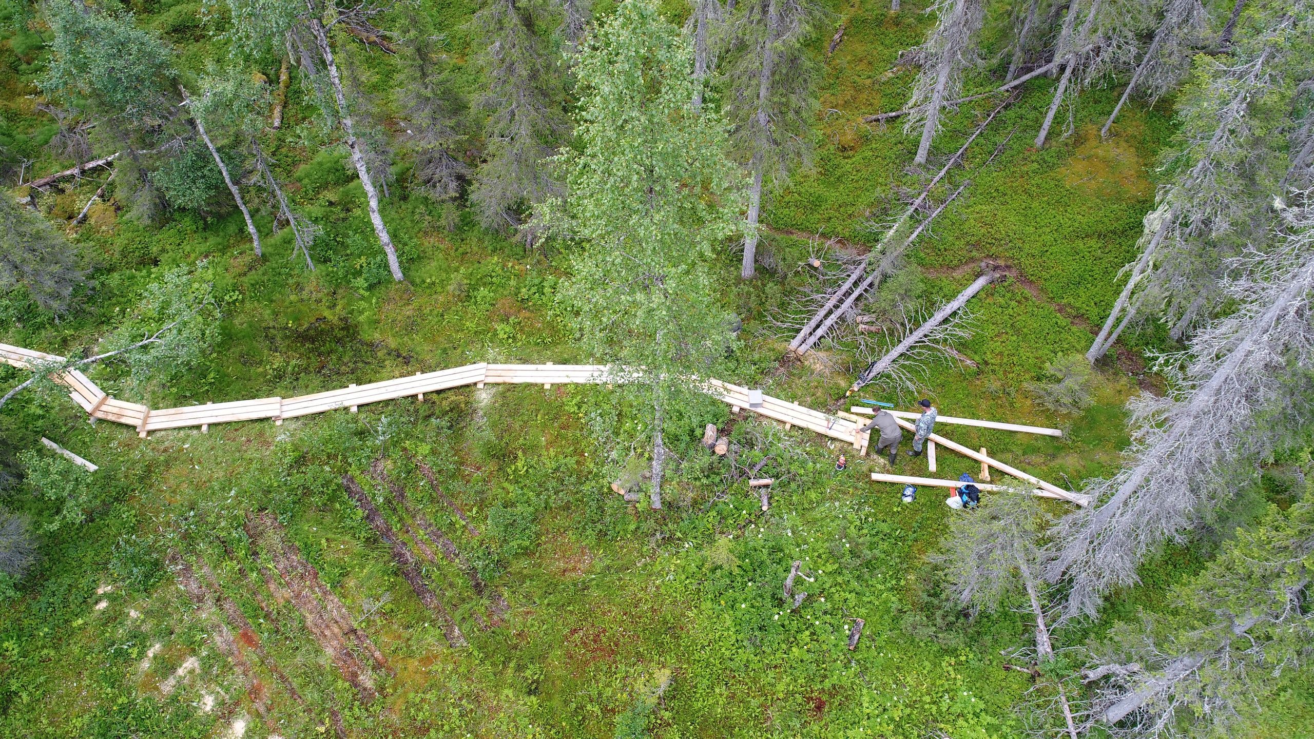 В Паанаярви стараются защитить от туристов северных оленей