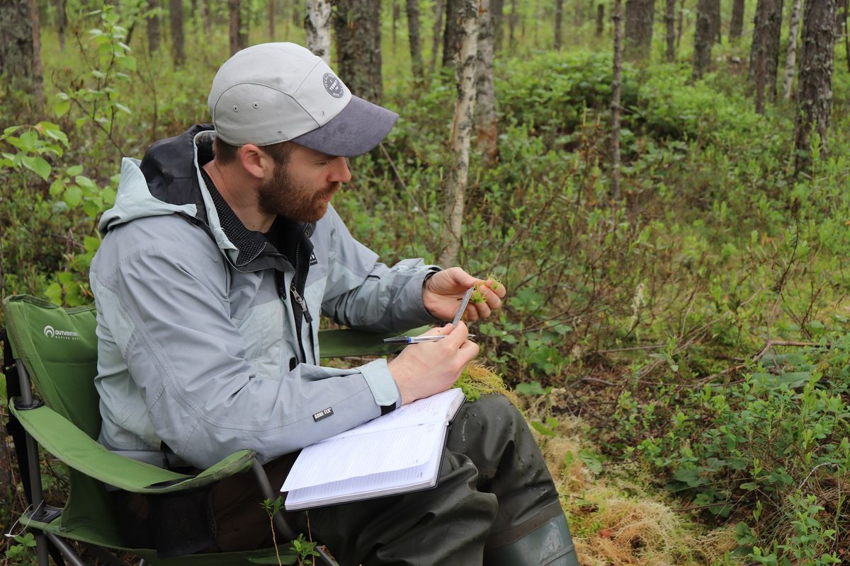 Карельские ученые изучают, как солнечная активность влияет на рост мха