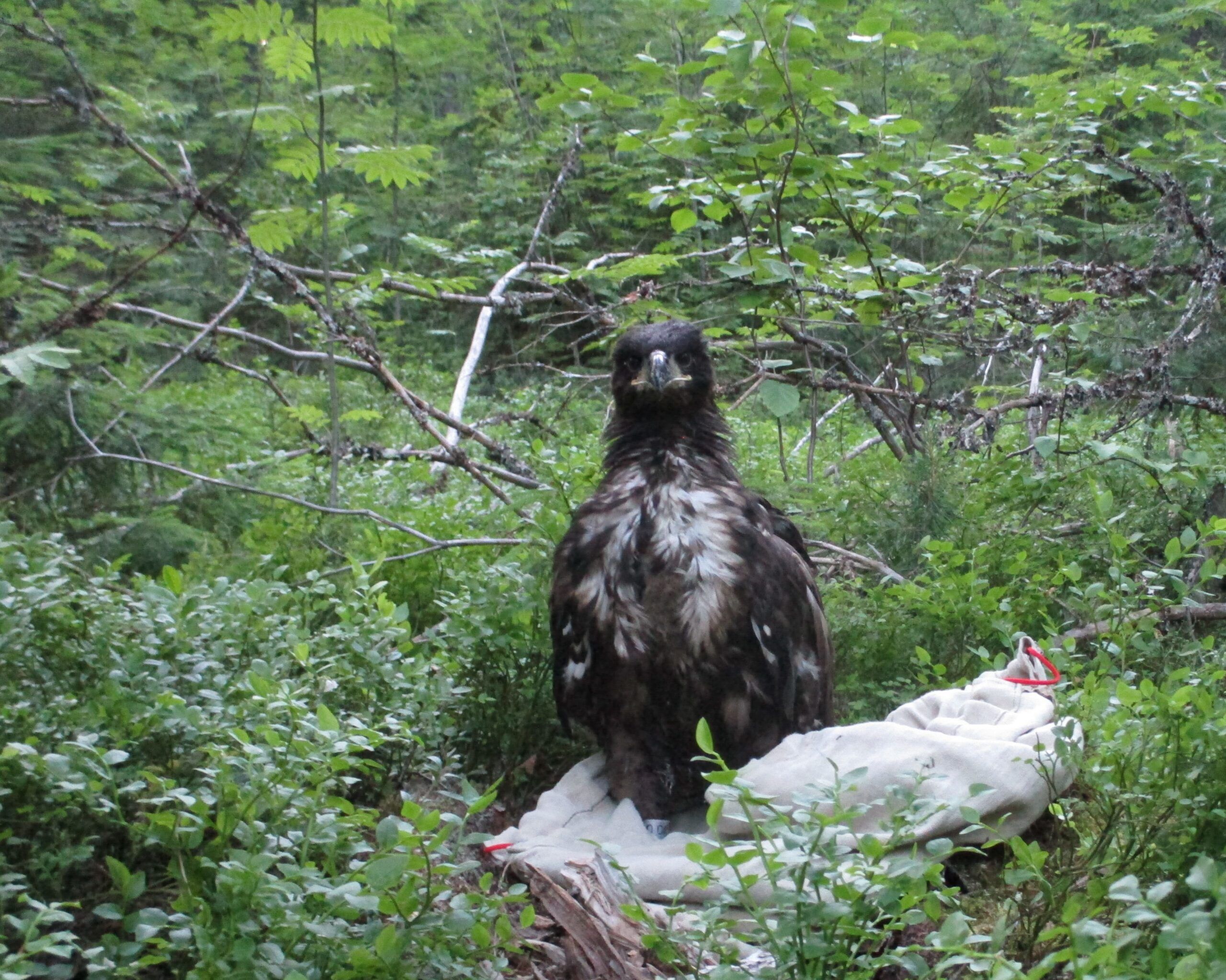В Водлозерье инспекторы спасли птенца орлана-белохвоста