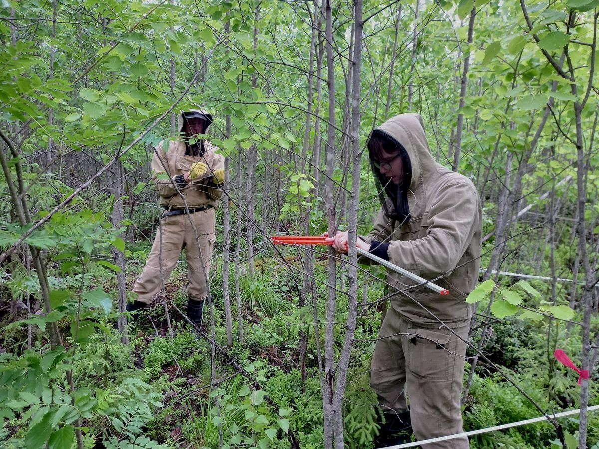 Карельские ученые исследуют, как рубки ухода влияют на подрастающие ели