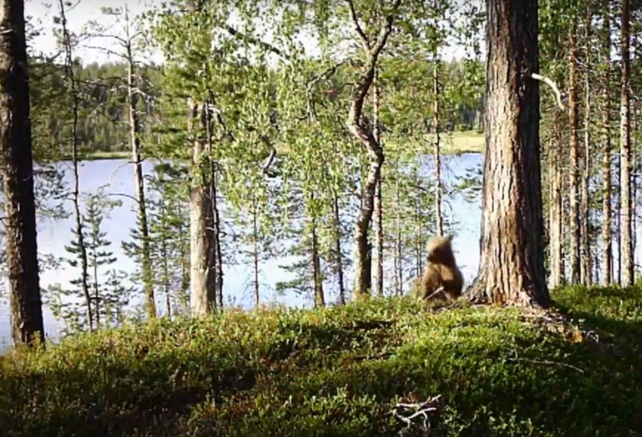 В карельском заповеднике сняли на видео прогулку осторожной медведицы с малышом-медвежонком
