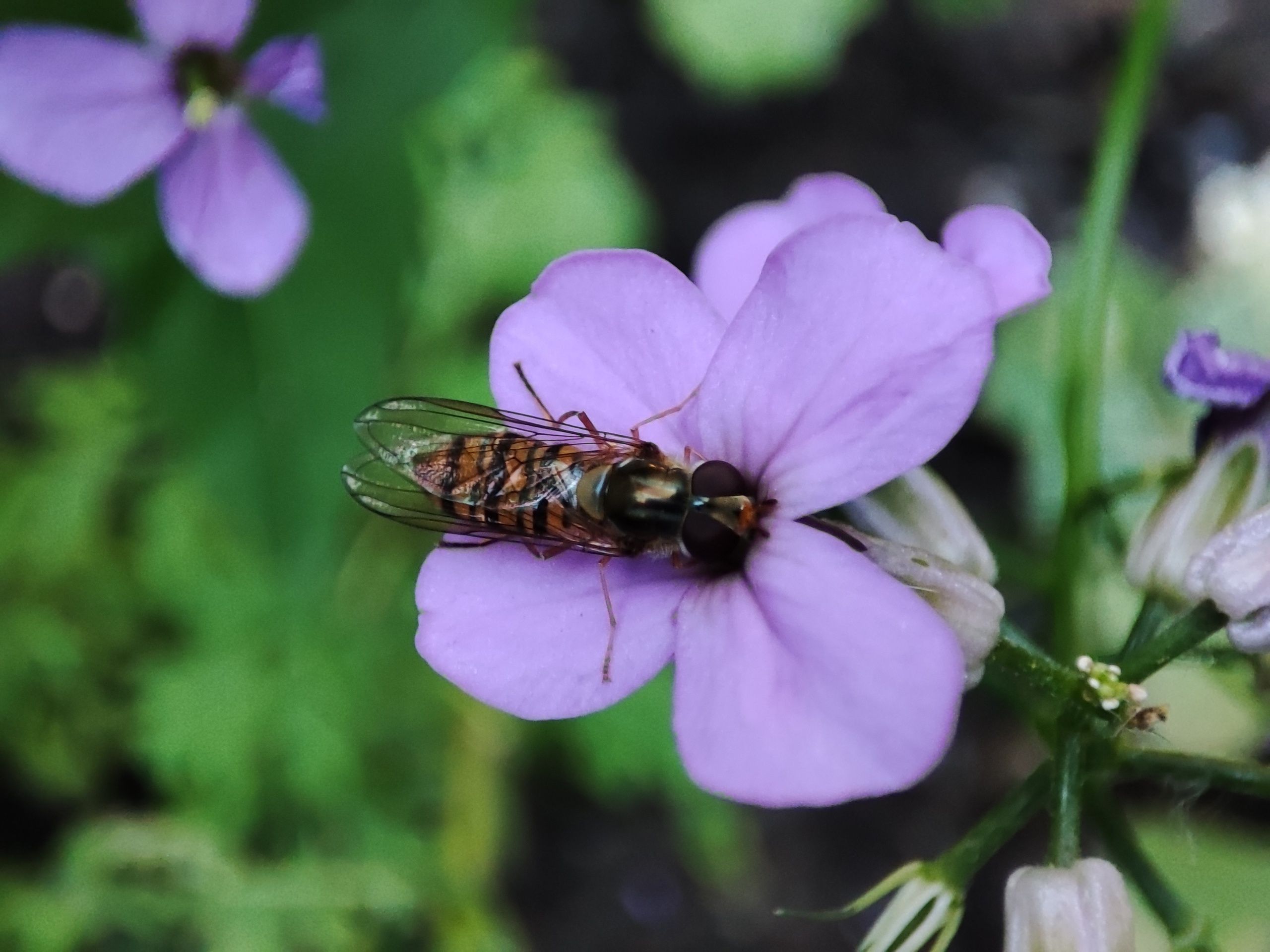 Местами до +32°С: в среду жителей Карелии ждет аномальная жара