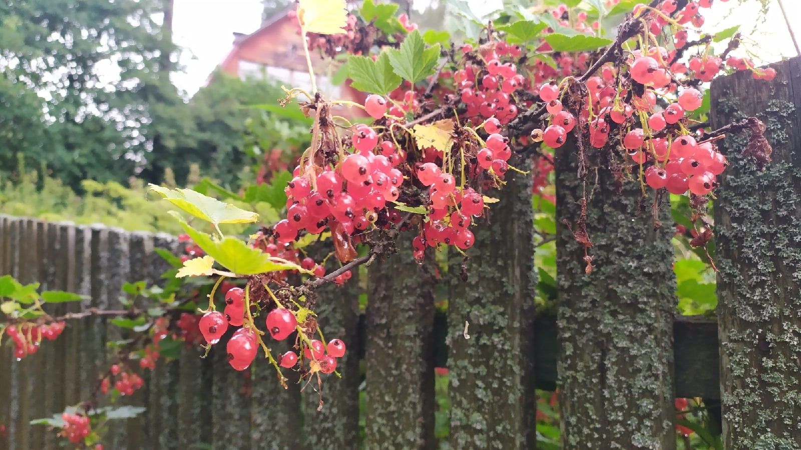 В ближайшие дни в Карелии будет жарко, местами до +30℃