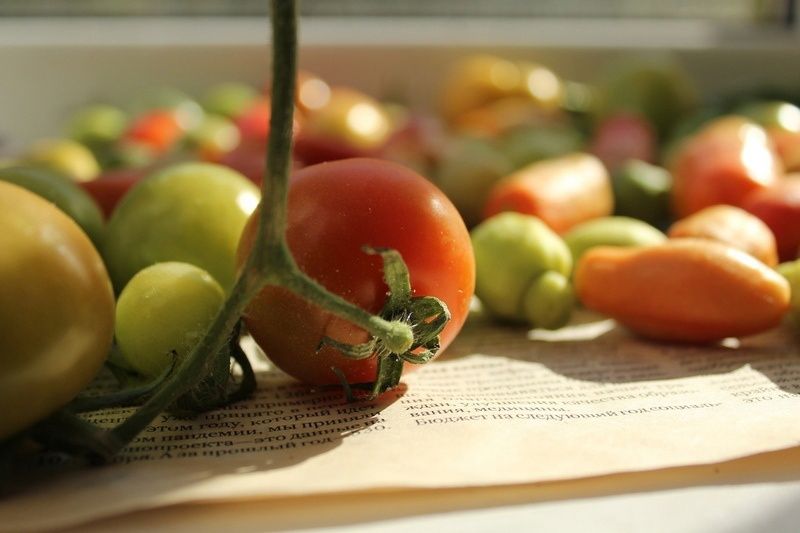 Зараженные томаты обнаружили в Петрозаводске