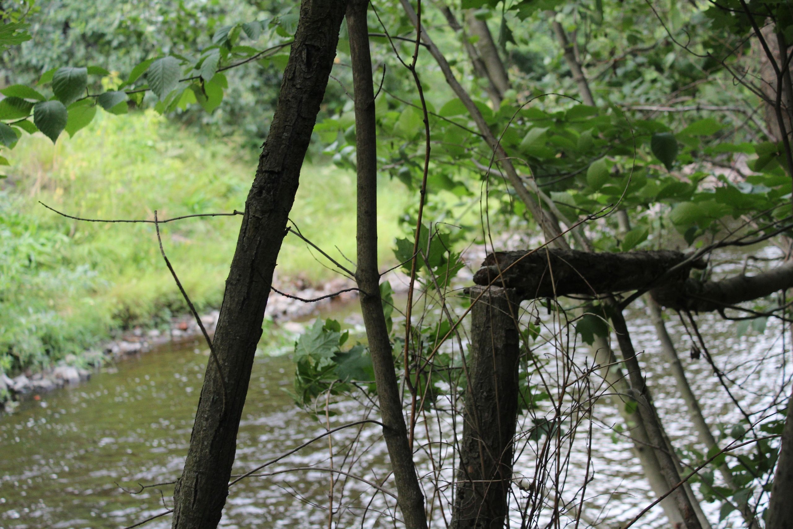 Вдоль Лососинки проведут санитарную рубку Вдоль Лососинки проведут санитарную рубку