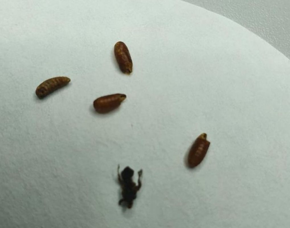 Дынную муху обнаружили в бахчевых из Узбекистана