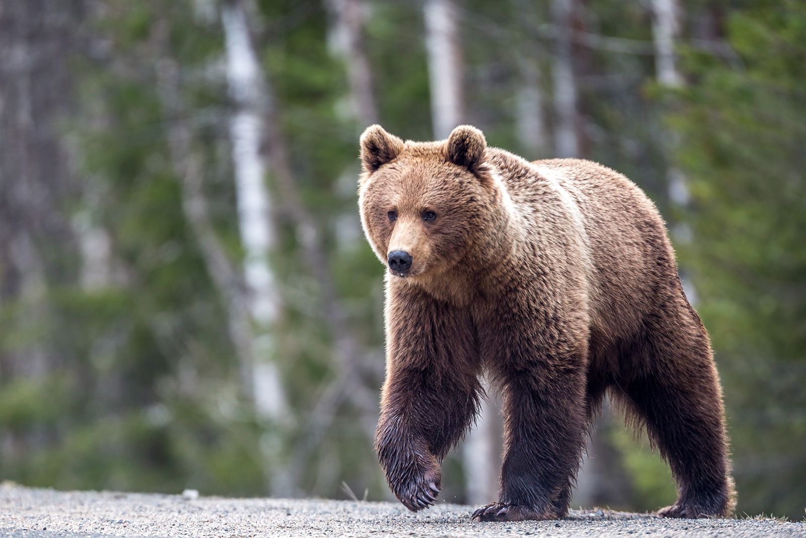 В Петрозаводске около жилых домов видели медведя