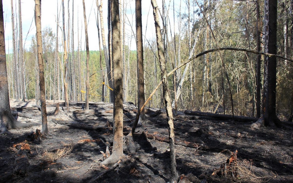 Авиалесохрана потушила пожар, который возник после взрыва на газопроводе в Карелии