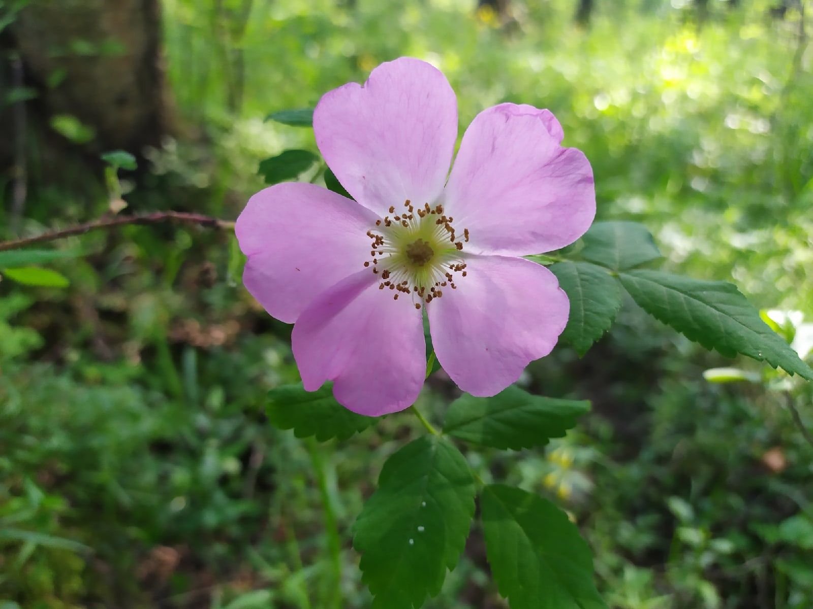 Карельские синоптики рассказали о погоде на выходные