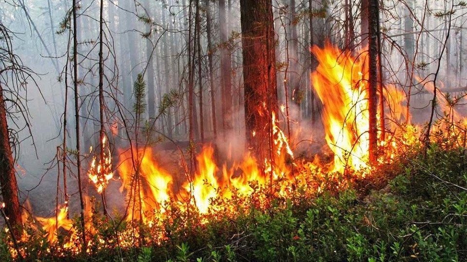 С 21 августа в большинстве районов Карелии может быть введен запрет на посещение лесов