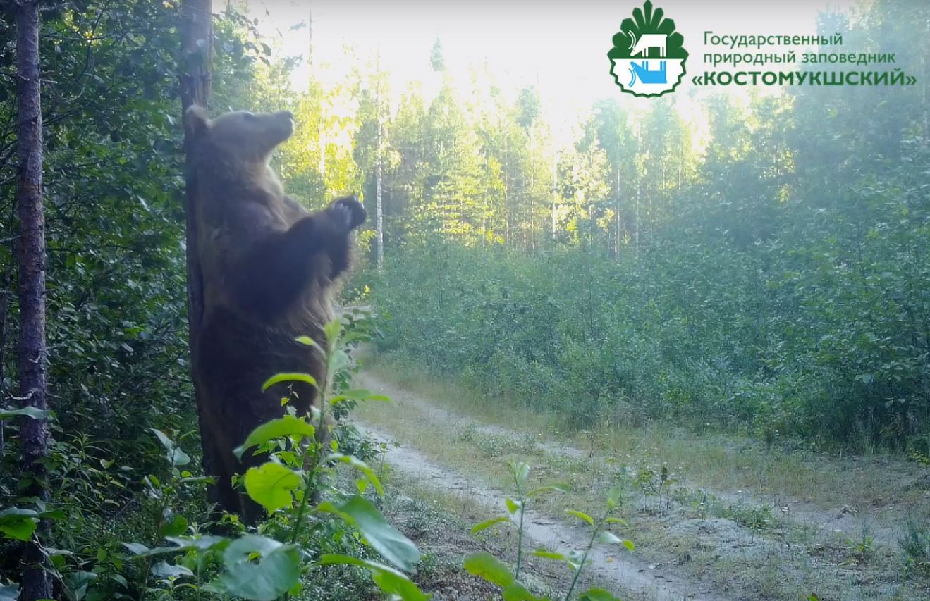 В заповеднике «Костомукшский» сняли на видео зажигательный «танец» медведя