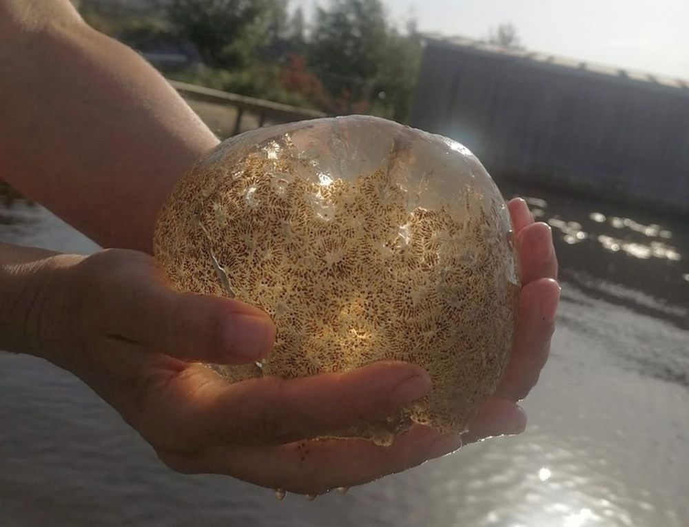 В Онежском озере нашли загадочный шар: ученые высказали предположения