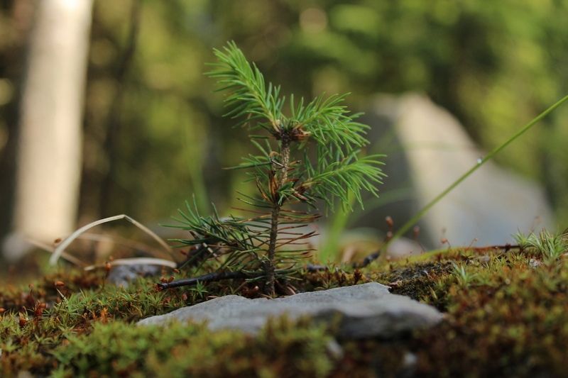 Без существенных осадков: прогноз погоды на 3 августа Без существенных осадков: прогноз погоды на 3 августа
