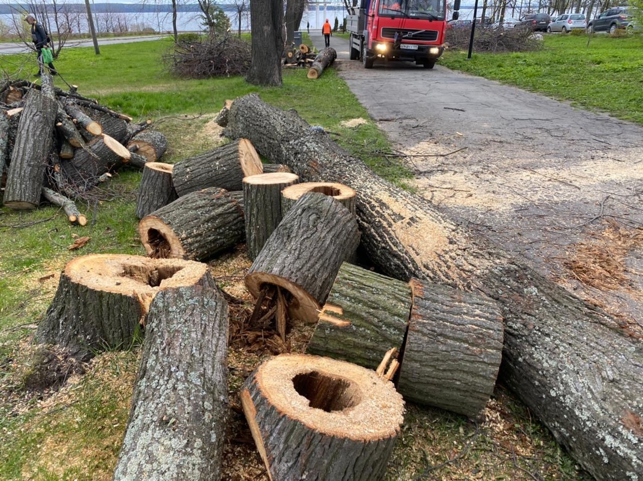 В Петрозаводске снесут аварийные деревья