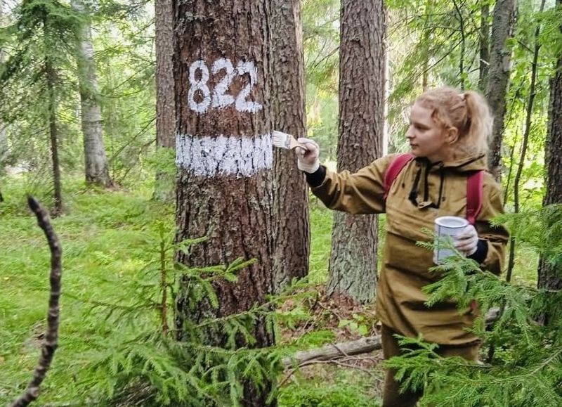 Некоторым деревьям в Пряжинском лесу начали присваивать паспорта. Рассказываем, что в них особенного