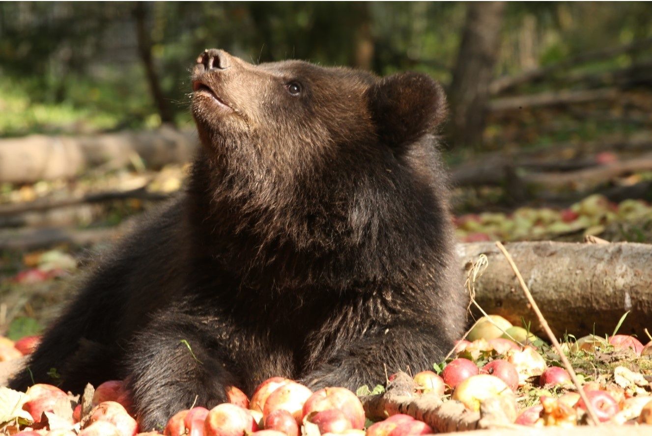 Карельские дачники борются за урожай с медведями